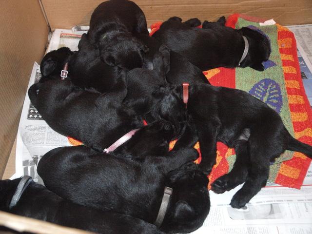 Puppies